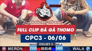Video đá gà trực tiếp thomo CPC3 ngày 06062026