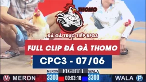 Video đá gà trực tiếp thomo CPC3 ngày 07062026