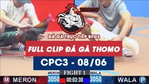 Video đá gà trực tiếp thomo CPC3 ngày 08062026