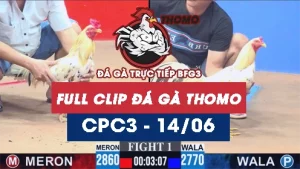 Video đá gà trực tiếp thomo CPC3 ngày 14062026