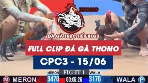Video đá gà trực tiếp thomo CPC3 ngày 15062026