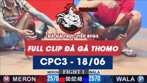 Video đá gà trực tiếp thomo CPC3 ngày 18062026