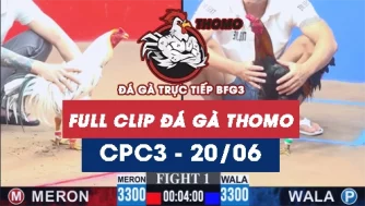Video đá gà trực tiếp thomo CPC3 ngày 20062026