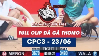 Video đá gà trực tiếp thomo CPC3 ngày 23062026