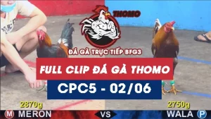 Video đá gà trực tiếp thomo CPC5 ngày 02062026