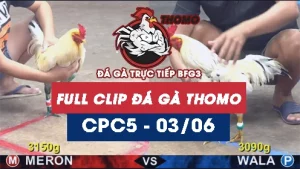 Video đá gà trực tiếp thomo CPC5 ngày 03062026