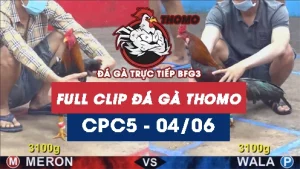 Video đá gà trực tiếp thomo CPC5 ngày 04062026