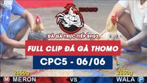 Video đá gà trực tiếp thomo CPC5 ngày 06062026