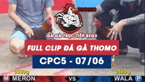 Video đá gà trực tiếp thomo CPC5 ngày 07062026