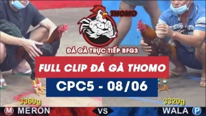 Video đá gà trực tiếp thomo CPC5 ngày 08062026