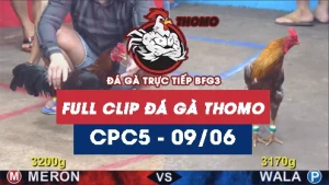 Video đá gà trực tiếp thomo CPC5 ngày 09062026