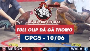 Video đá gà trực tiếp thomo CPC5 ngày 10062026