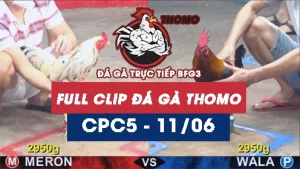 Video đá gà trực tiếp thomo CPC5 ngày 11062026