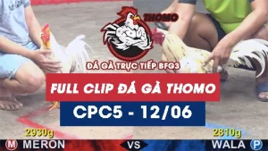 Video đá gà trực tiếp thomo CPC5 ngày 12062026