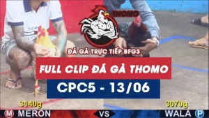 Video đá gà trực tiếp thomo CPC5 ngày 13062026