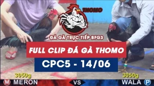 Video đá gà trực tiếp thomo CPC5 ngày 14062026