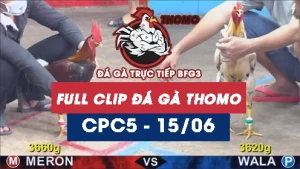Video đá gà trực tiếp thomo CPC5 ngày 15062026