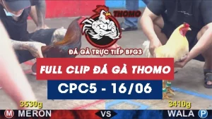 Video đá gà trực tiếp thomo CPC5 ngày 16062026