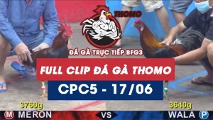 Video đá gà trực tiếp thomo CPC5 ngày 17062026