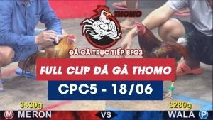 Video đá gà trực tiếp thomo CPC5 ngày 18062026