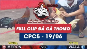 Video đá gà trực tiếp thomo CPC5 ngày 19062026
