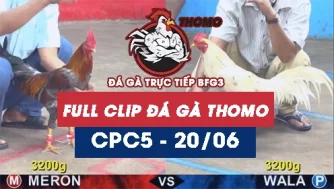 Video đá gà trực tiếp thomo CPC5 ngày 20062026