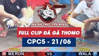 Video đá gà trực tiếp thomo CPC5 ngày 21062026