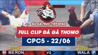 Video đá gà trực tiếp thomo CPC5 ngày 22062026