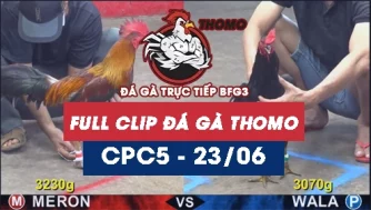 Video đá gà trực tiếp thomo CPC5 ngày 23062026