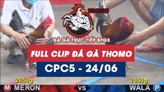 Video đá gà trực tiếp thomo CPC5 ngày 24062026