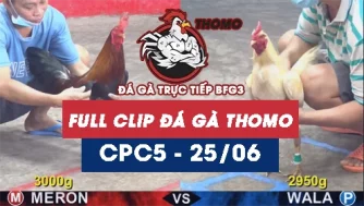 Video đá gà trực tiếp thomo CPC5 ngày 25062026