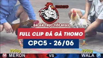 Video đá gà trực tiếp thomo CPC5 ngày 26062026