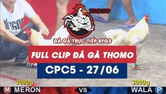 Video đá gà trực tiếp thomo CPC5 ngày 27062026