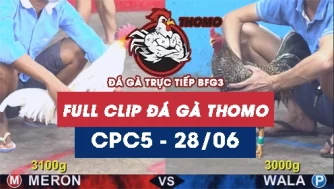 Video đá gà trực tiếp thomo CPC5 ngày 28062026