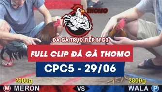 Video đá gà trực tiếp thomo CPC5 ngày 29062026