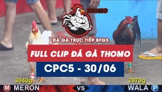 Video đá gà trực tiếp thomo CPC5 ngày 30062026